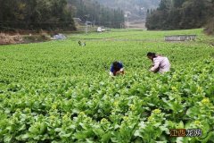 白菜苔是什么菜？白菜苔学名叫什么，实用类的好文章