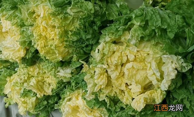 包饺子用哪种大白菜?做饺子用哪种白菜,注意,一定要看完