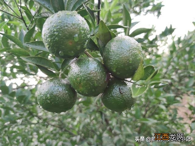 陈皮选用哪种橘子?适合做陈皮的桔子,他们选择点开这里,你呢?