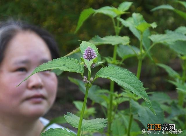 藿香叶泡茶喝有什么好处吗？藿香叶煮水功效，这篇文章观点犀利