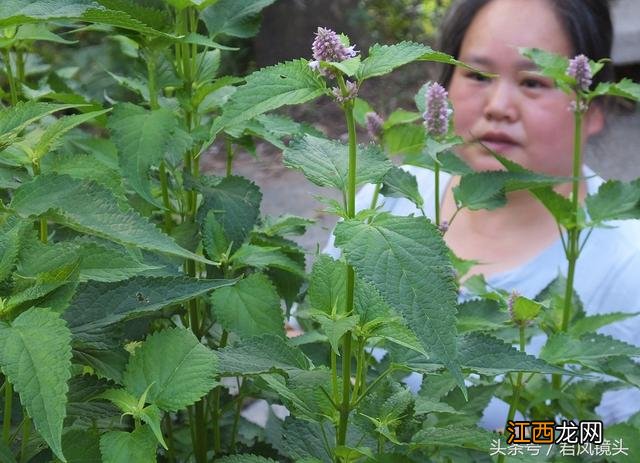 藿香叶泡茶喝有什么好处吗？藿香叶煮水功效，这篇文章观点犀利