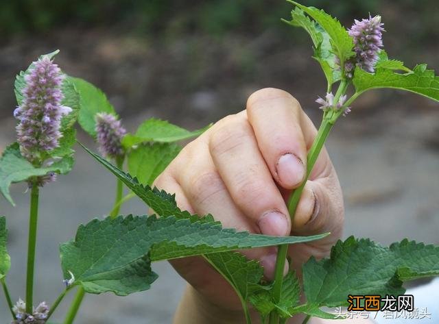 藿香叶泡茶喝有什么好处吗？藿香叶煮水功效，这篇文章观点犀利