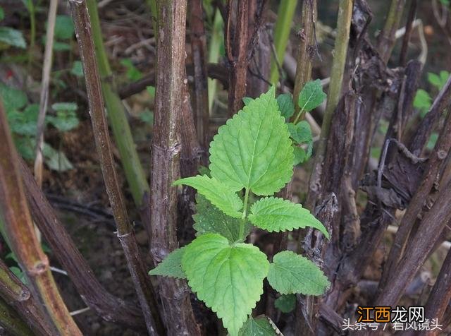 藿香叶泡茶喝有什么好处吗？藿香叶煮水功效，这篇文章观点犀利