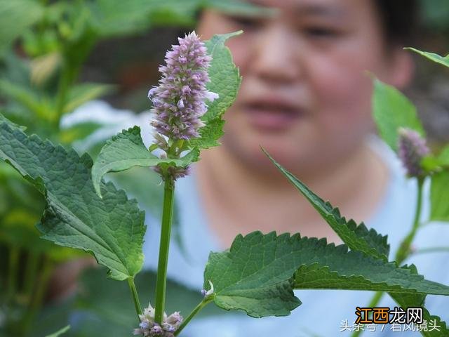 藿香叶泡茶喝有什么好处吗？藿香叶煮水功效，这篇文章观点犀利