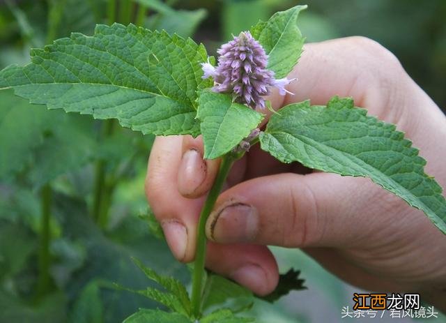 藿香叶泡茶喝有什么好处吗？藿香叶煮水功效，这篇文章观点犀利