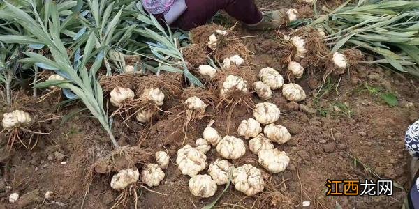 什么百合可以食用?什么百合不能吃,学不会,就看这里