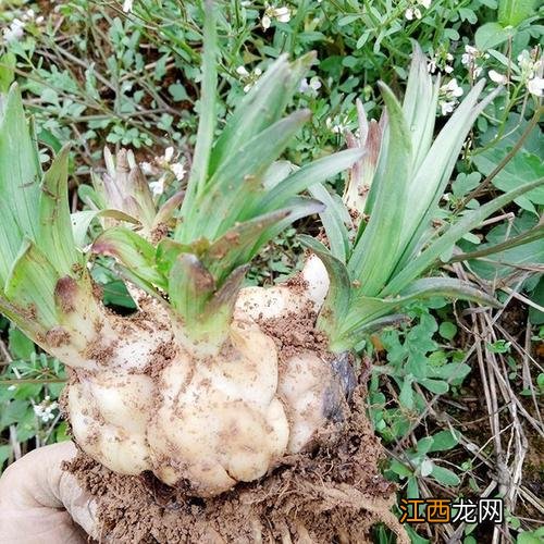 什么百合可以食用?什么百合不能吃,学不会,就看这里