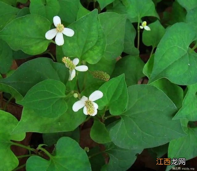 肺炎咳嗽吃什么菜最好？肺炎咳嗽吃什么肉，点这有意想不到的惊喜