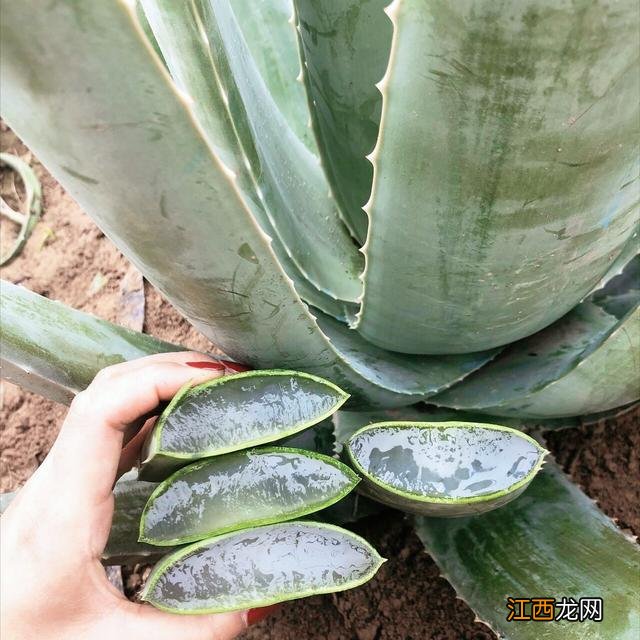 什么花美容效果好？美容花是指哪些花，请学会这一些知识