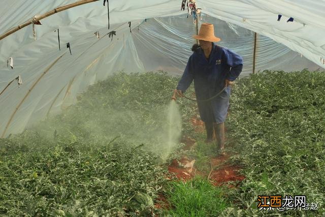 西瓜水晶是什么意思？水晶西瓜怎么鉴别，记住这几个特征