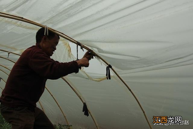 西瓜水晶是什么意思？水晶西瓜怎么鉴别，记住这几个特征