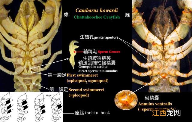 龙虾喜欢吃什么食物啊？龙虾爱吃的10种食物，看此文，一探究竟