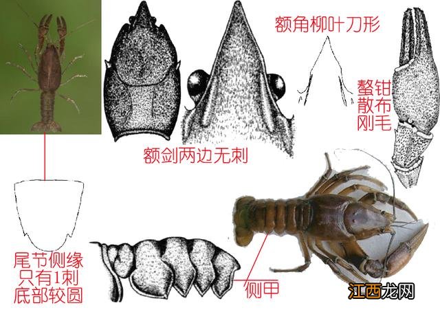 龙虾喜欢吃什么食物啊？龙虾爱吃的10种食物，看此文，一探究竟