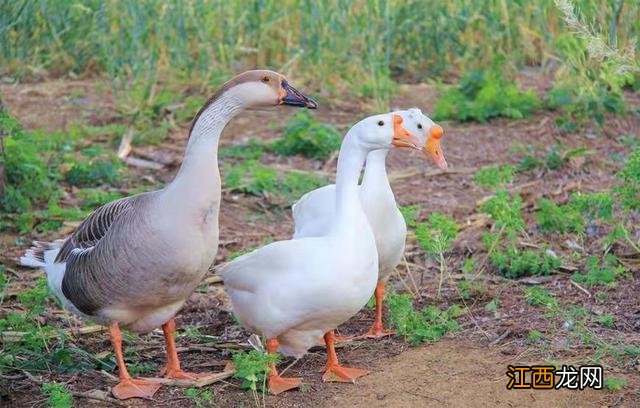 鹅肉怎样做好吃放什么食材?炖鹅肉放什么蔬菜,真是实用,好文章