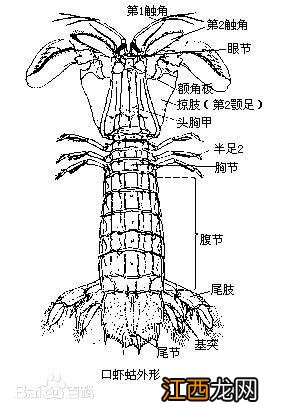 虾蛄的膏是怎么来的？虾蛄资料，这文章太有道理了