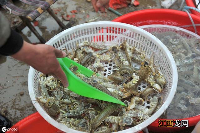 濑尿虾煮熟变淡绿色怎么回事?濑尿虾禁忌人群,少花时间看完这文章