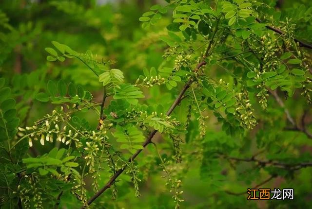 槐花能泡水喝吗有啥功效与作用？用鲜槐花做槐花茶，文章讲的很透彻