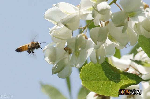 什么样的槐花可以吃？槐花什么样不能吃，看完，会有全新的认知