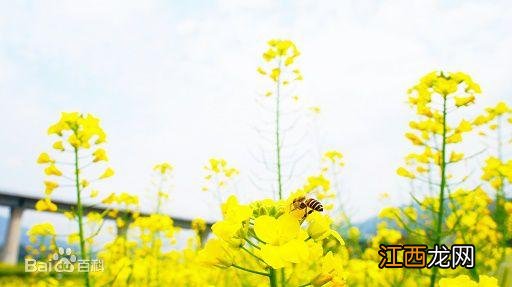 油菜花粉有什么功效和作用？油菜花粉的吃法，这篇文章再忙也得看完