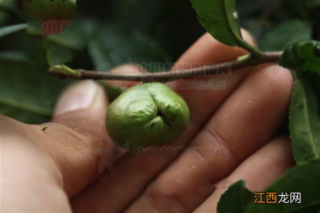 大叶子茶叶有哪些功效？野生大叶茶的功效，这些常识你应该懂