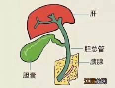 急性胆囊炎适合吃什么食物？急性胆囊炎有危险吗，今天告诉你答案