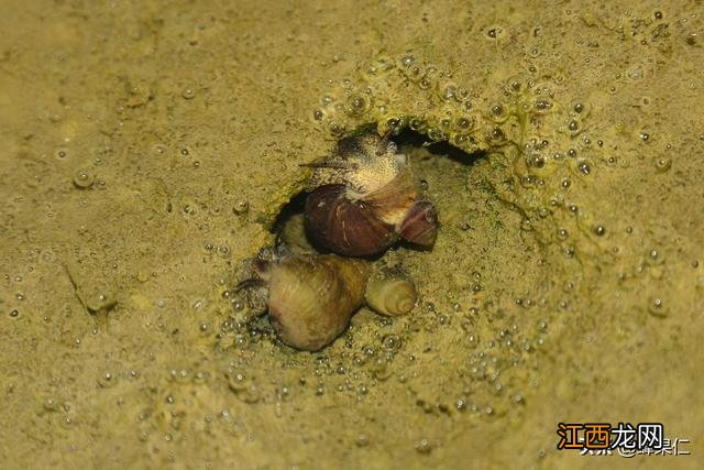 养殖田螺吃什么?田螺难不难养,让你了解的明明白白