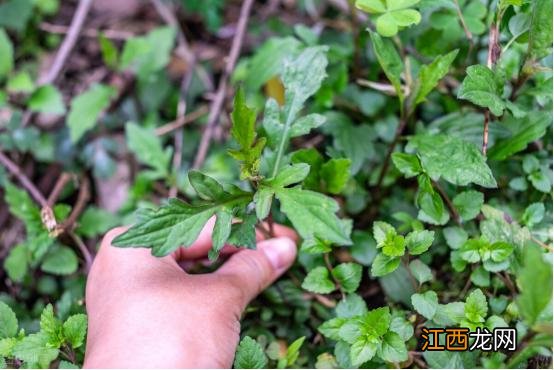 什么蔬菜最好吃又实惠？什么青菜最好吃，这些你知道几点？