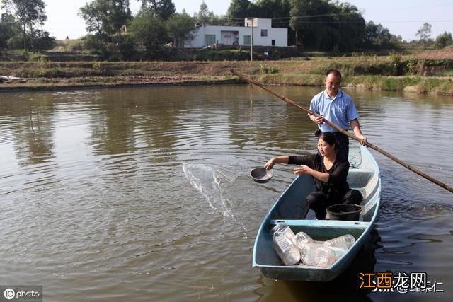 螺蛳对水质有什么作用？螺蛳有什么功效，你必须知道的真相