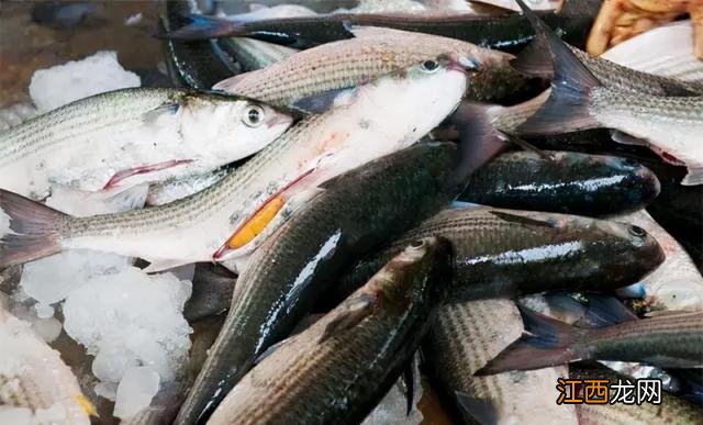 鲻鱼是什么鱼?鲻鱼是底层鱼还是上层鱼,认准这几点没有错