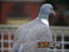 鸽子汤连续喝几天最好 一只鸽子吃几天可以达到滋补