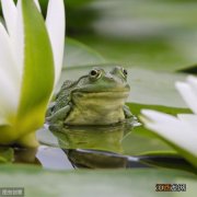 蟾蜍煲汤的功效？蟾蜍皮熬汤效果，点这有意想不到的惊喜