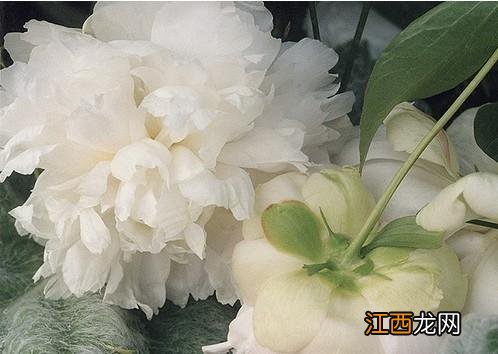 生白芍制作方法?白芍的7种家常吃法,看完不纠结了