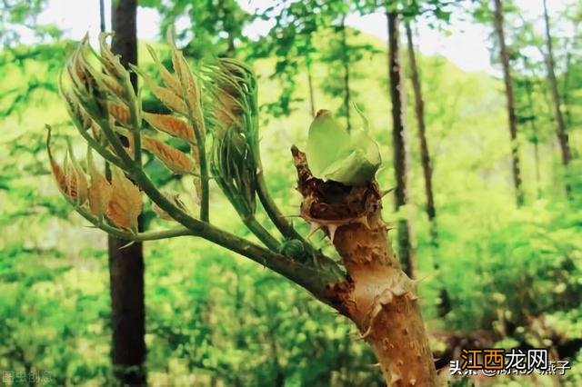 春季适合种些什么菜？五一种什么菜比较好，看完记得告诉家人