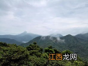 为什么吃完山药舌头发麻 真正的垆土山药是哪里的