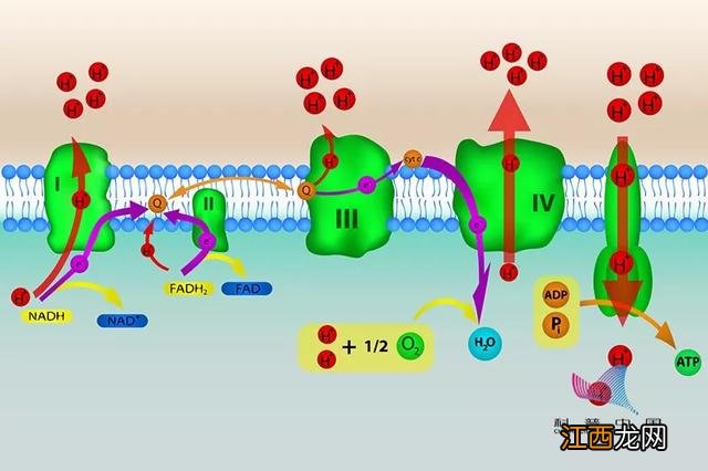 不宜食用蚕豆的人群？蚕豆最佳搭配禁忌，提前了解一下