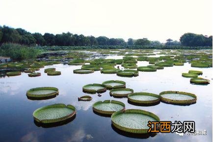 圆盘豆是什么样子的豆？和豌豆很像的豆子，此文真不错