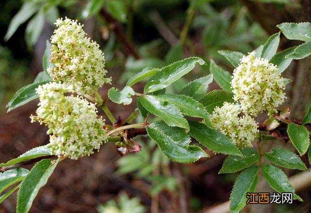 接骨木用什么来代替？接骨木怎么能买到，这篇告诉你