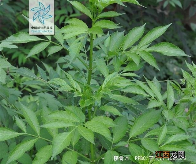 接骨木用什么来代替？接骨木怎么能买到，这篇告诉你