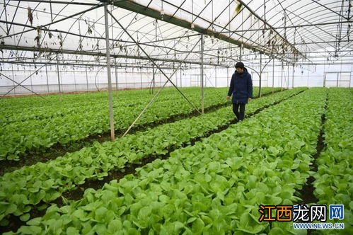 芥菜头和芥菜是一样的菜吗 芥蓝功效与作用
