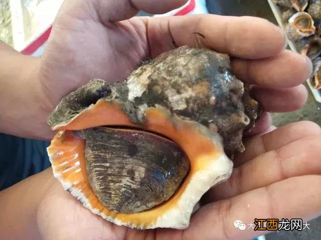 灰色的香螺?灰青色薄壳香螺,请收藏,看文章!