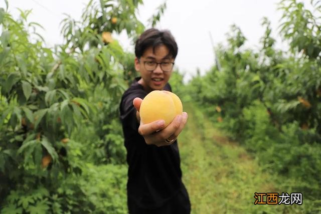 吃黄桃什么时候吃最好？黄桃是几月份开始吃，点击这里手把手教你