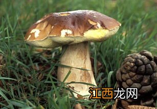 菇类都要焯水吗 草菇要焯水吗