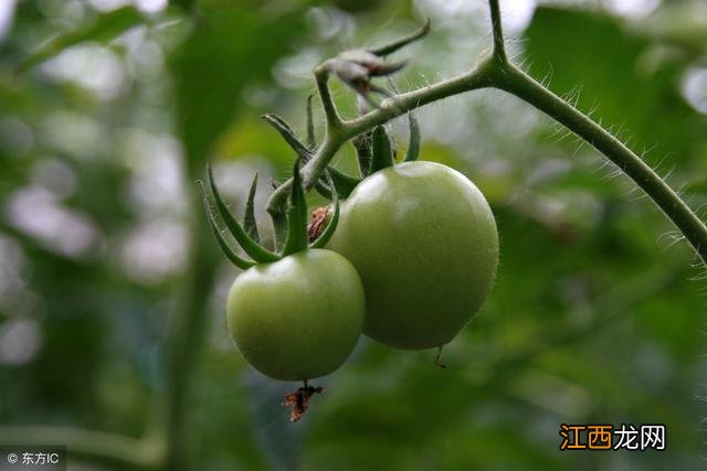 孕妇可以吃九王菜吗？九王和九菜是一种菜吗，该文解读的到位