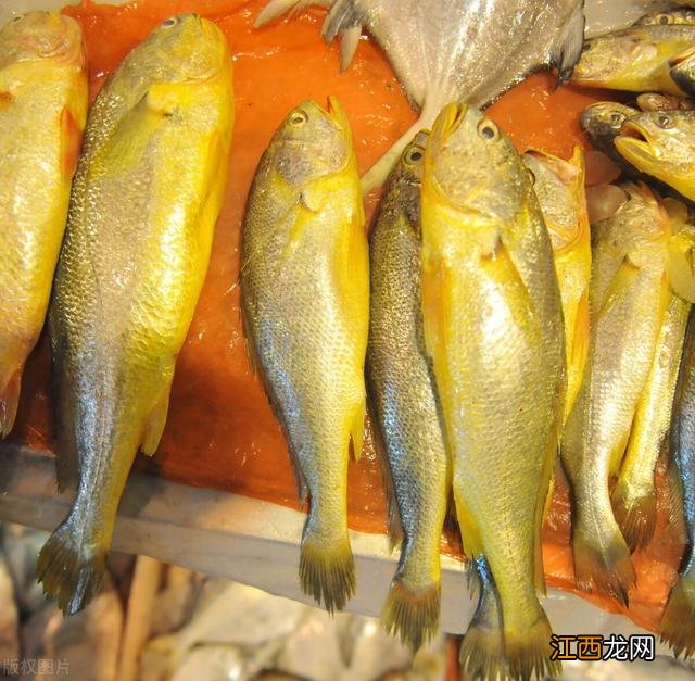 大黄鱼哪里的最好？大黄鱼不同部位名称，没想到写的这么好