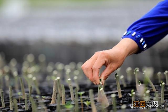 泡在蜂蜜里的金桔为啥变色了？蜂蜜直接腌制金桔方法，给作者点个赞吧