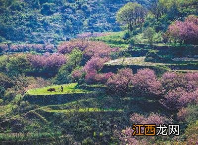 油菜花粉起什么作用的？竹子花粉的功效和作用，内容解读详细，赞！