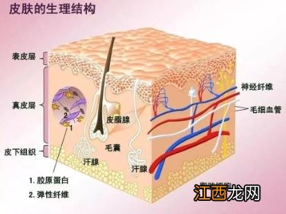 什么东西含维生素a和c多？维生素a胶囊一天吃几粒，看完刷新了认知！