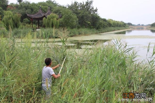 笤帚的材料是什么做的？笤帚是用什么材料做的，看本文章怎么解读