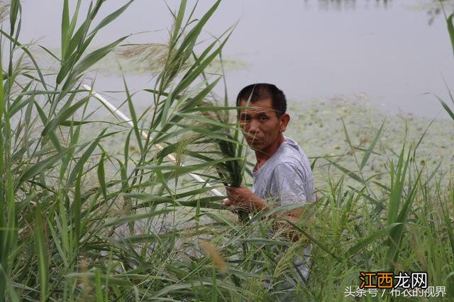 笤帚的材料是什么做的？笤帚是用什么材料做的，看本文章怎么解读