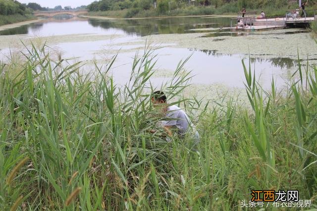 笤帚的材料是什么做的？笤帚是用什么材料做的，看本文章怎么解读